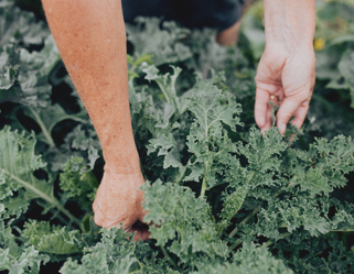 Hands picking leafy, green whole-food ingredients for New Chapter's fermentation process.