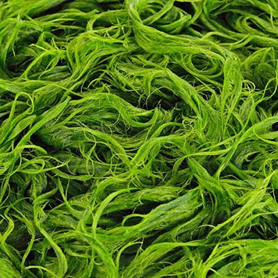 fermented-microalgae