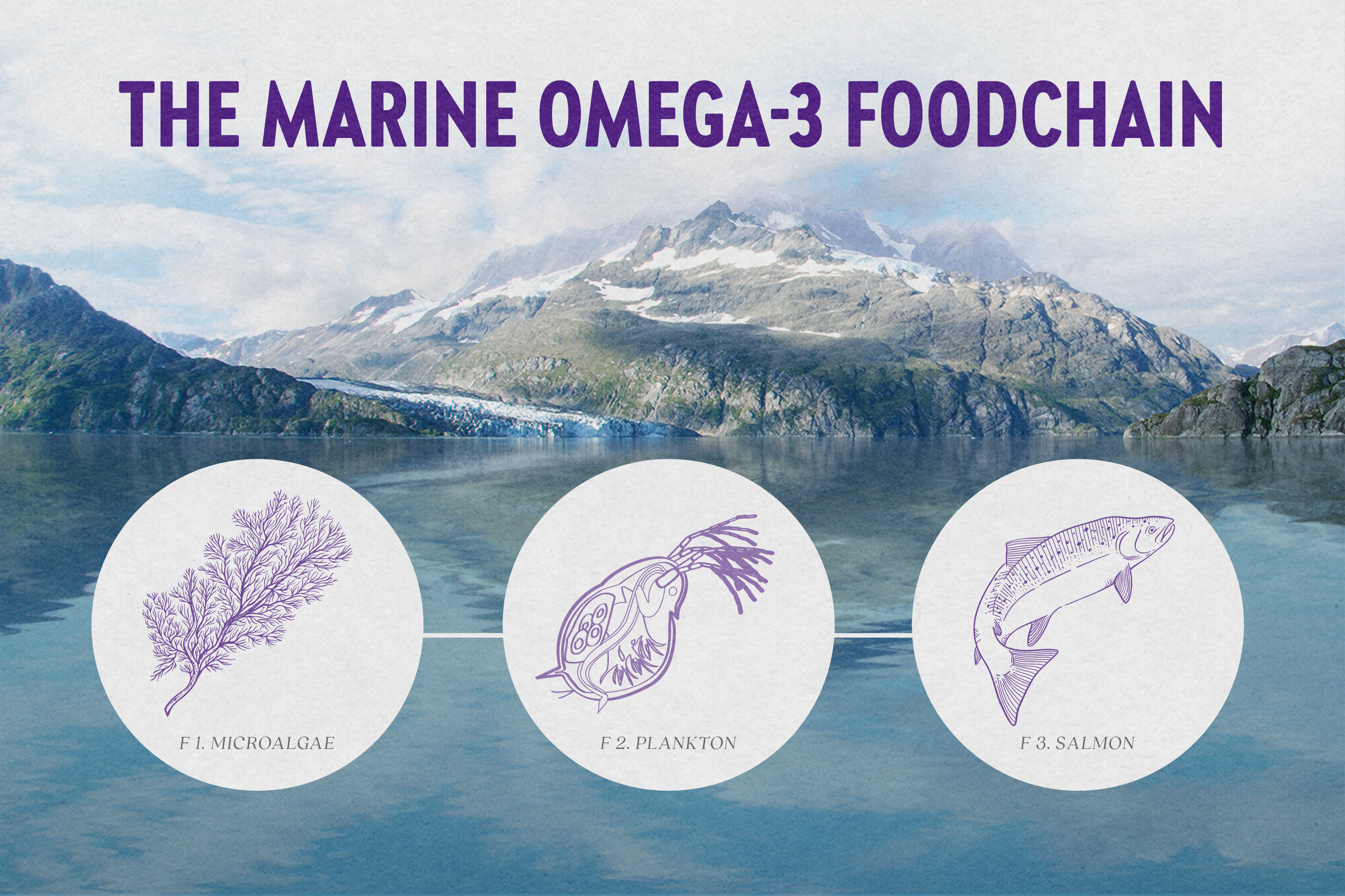omega-3-foodchain